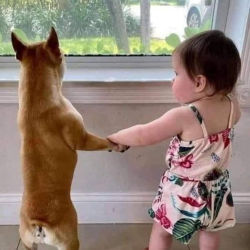 A small child and a dog standing at a window