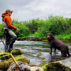 A wader-clad man fly fishing with his chocolate Labrador Retriever in the water 