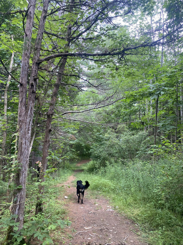 A black dog wandering through the woods on its own.