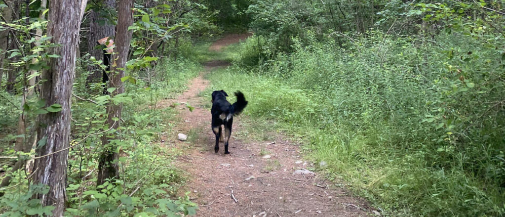 A black dog wanders through the woods alone.