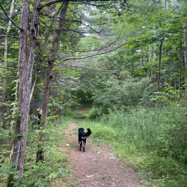 A black dog wandering through the woods on its own
