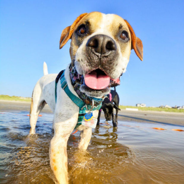 A brown and white dog standing in the water with blue skies