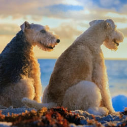Two large dogs sitting on a beach at sunset