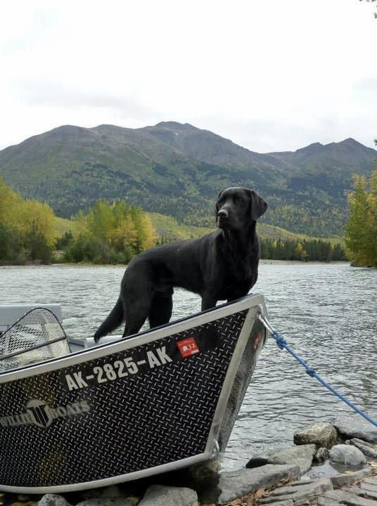 A black puppy Labrador Retriever standing in a boat tied to a dock