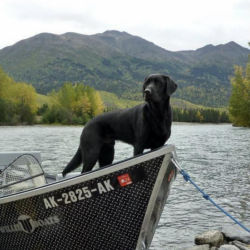 A black puppy Labrador Retriever standing in a boat tied to a dock