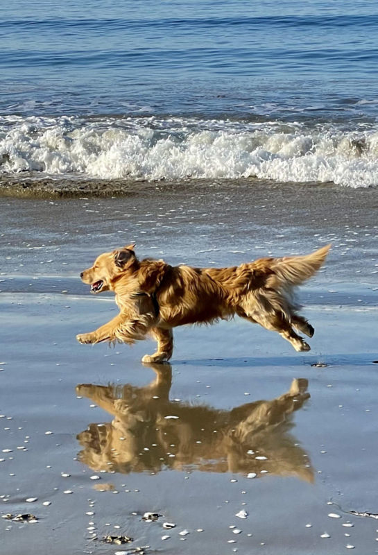 A golden retriever runs across a beach at the ocean.