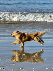 A golden retriever running on the beach