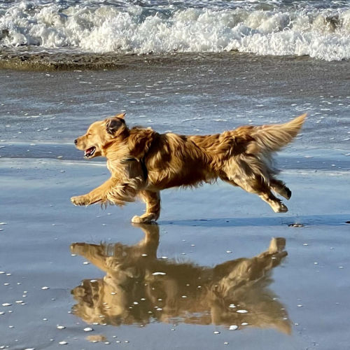 A golden retriever runs across a beach at the ocean.