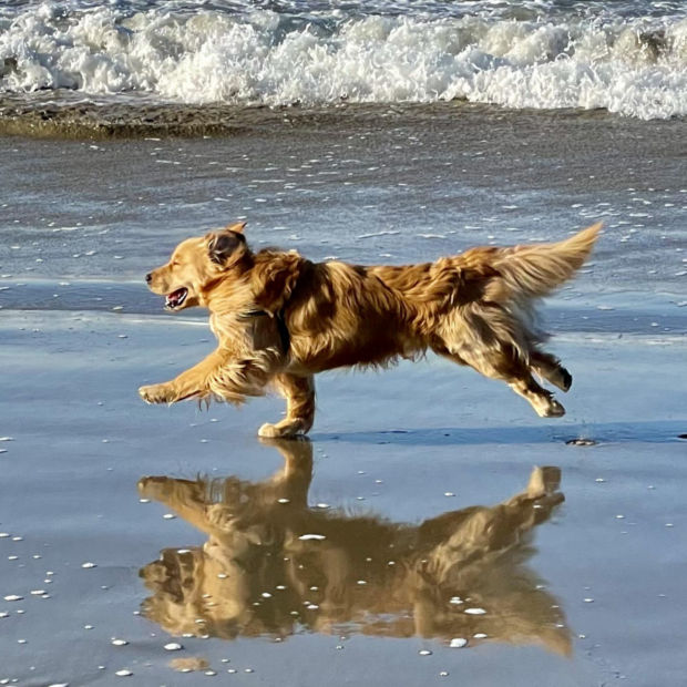 A golden retriever runs across a beach at the ocean