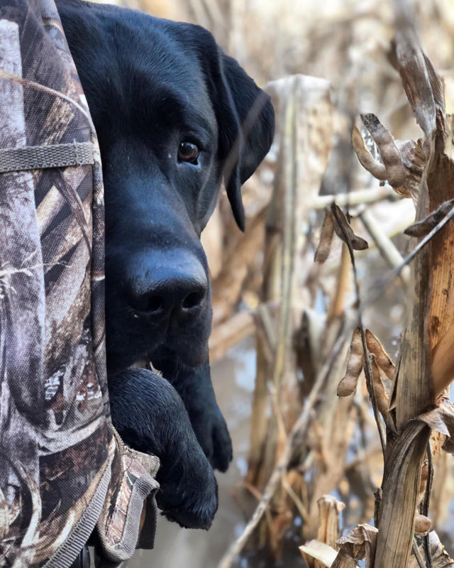 A small, black lab peeking out from behind a backpack