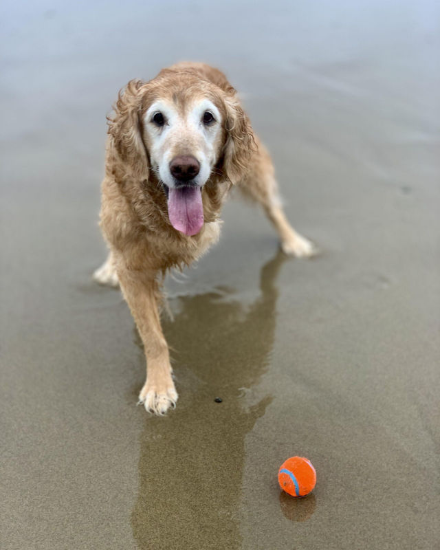 An older Golden Retriever on the beach with a ball.