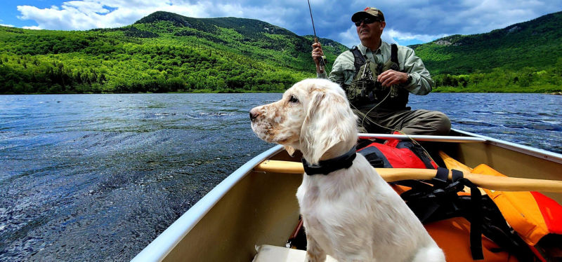 A white-and-brown freckled dog sitting in a canoe in the water while someone fishes.