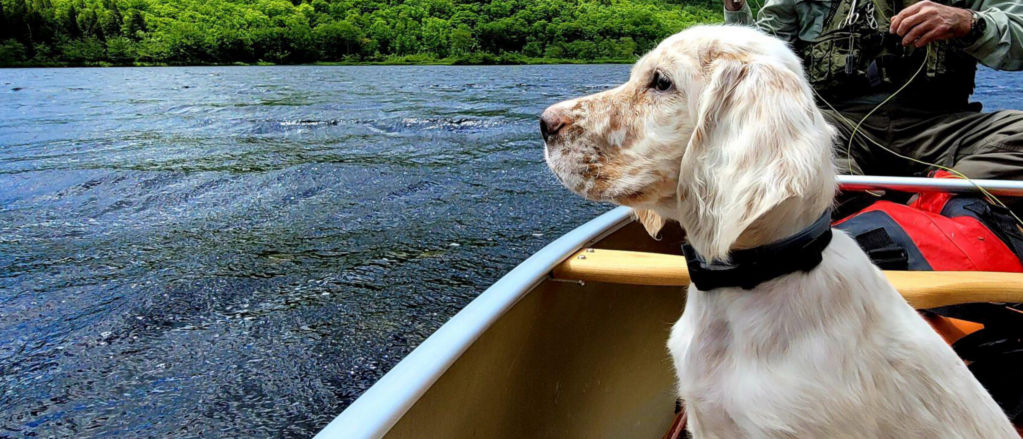 A white-and-brown freckled dog sitting in a canoe in the water while someone fishes.