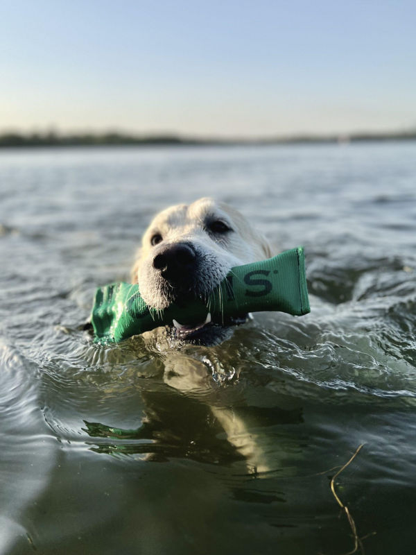A yellow lab holding a green training toy while swimming in the water.