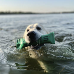 A yellow lab holding a green training toy while swimming in the water