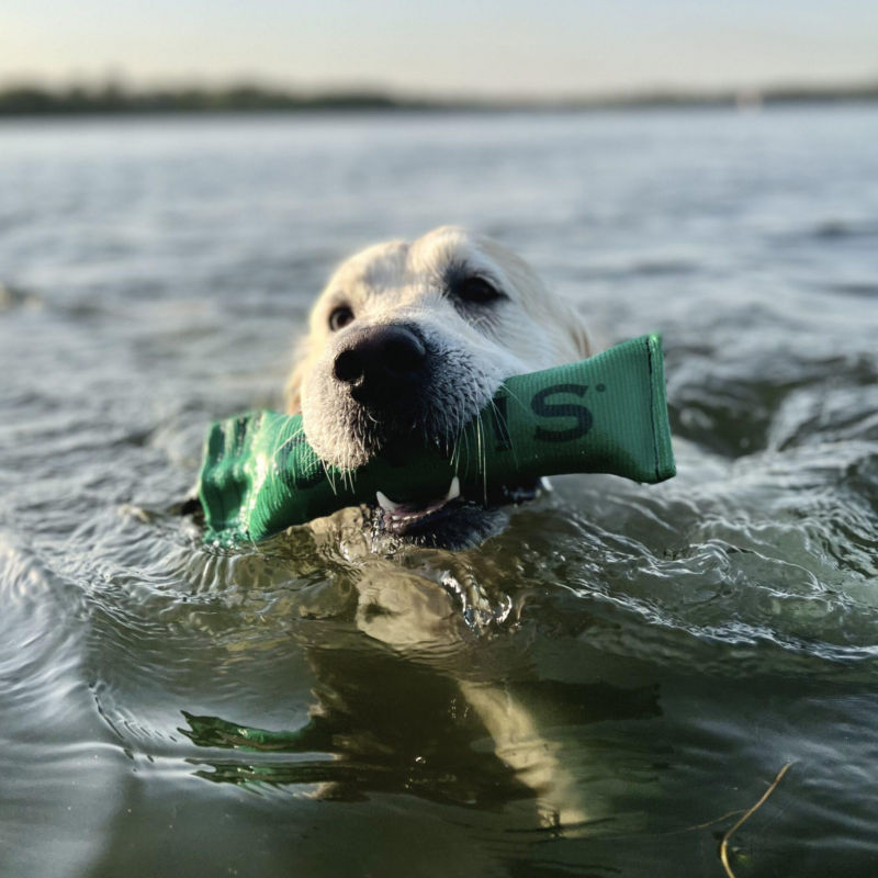 The white head of a dog breaches the water with an Orvis training toy in their mouth.