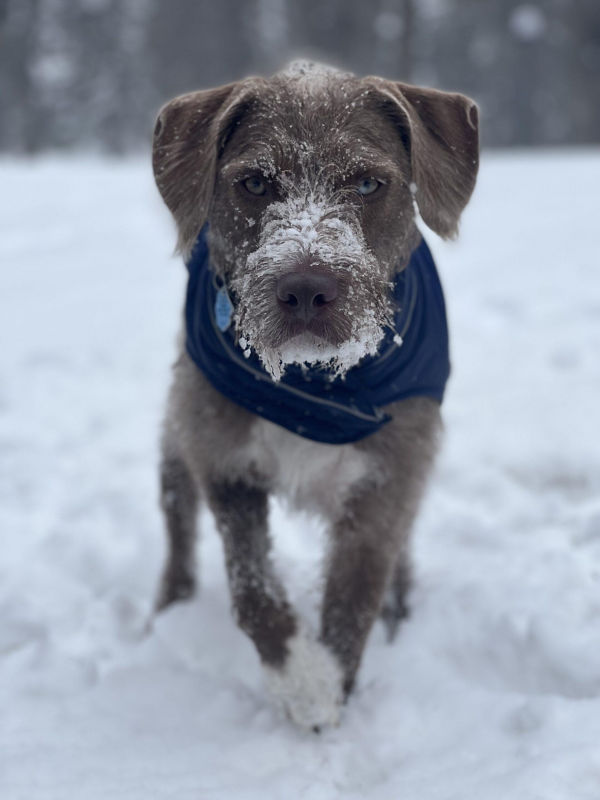 An older dog walking in a field during winter with snow on its beard
