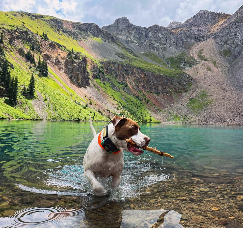 A brown and white dog carrying a stick through the water toward the shore.