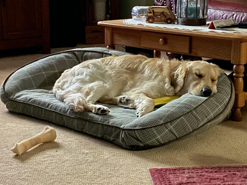 A yellow dog resting in a living room on a checkered dog bed