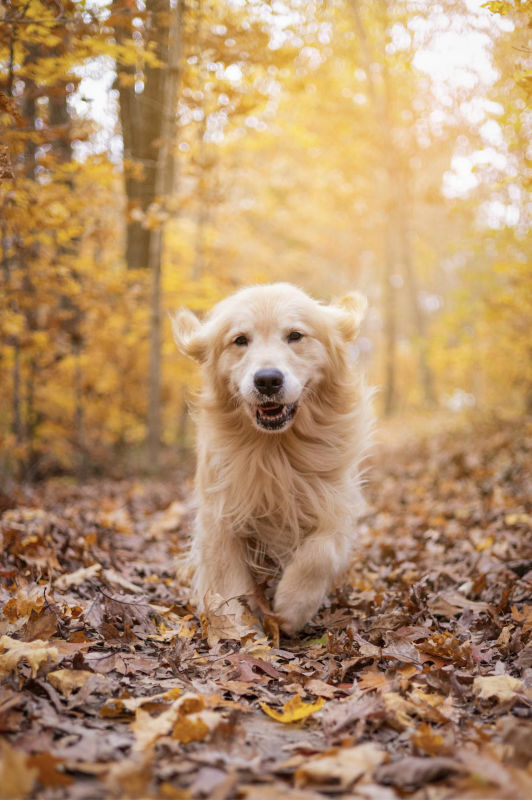 A golden retriever running through dry leaves on a road surrounded by colorful trees.