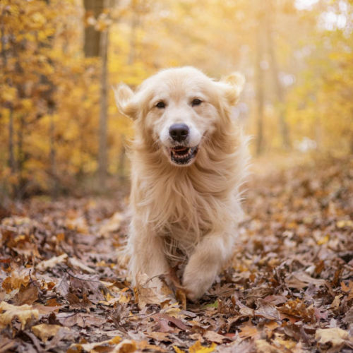 A golden retriever running through dry leaves on a road surrounded by colorful trees.