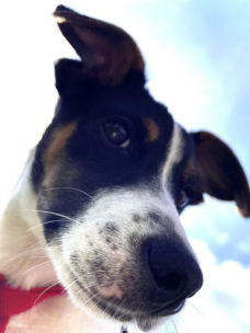 A close-up of a Jack Russell Terrier in a red harness.