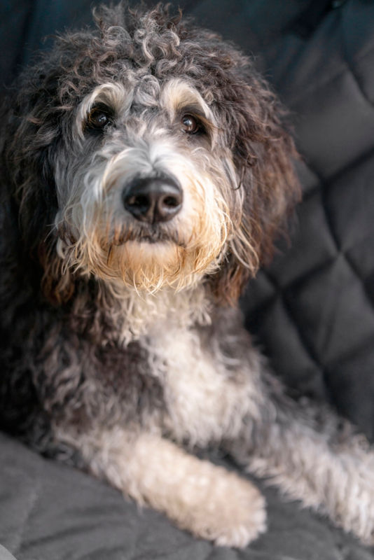 A very fluffy sheep dog with gray and white fur.