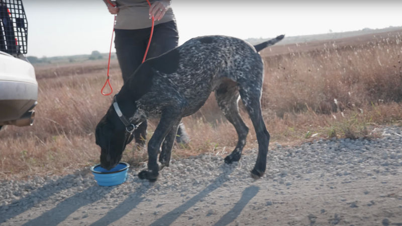 A woman giving her dog food in a blue travel bowl.