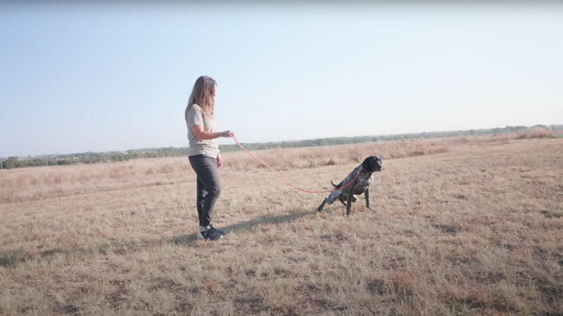 A woman in a field with her squatting dog on a leash.