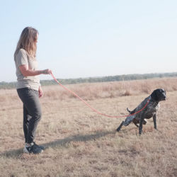 A woman in a field with her squatting dog on a leash
