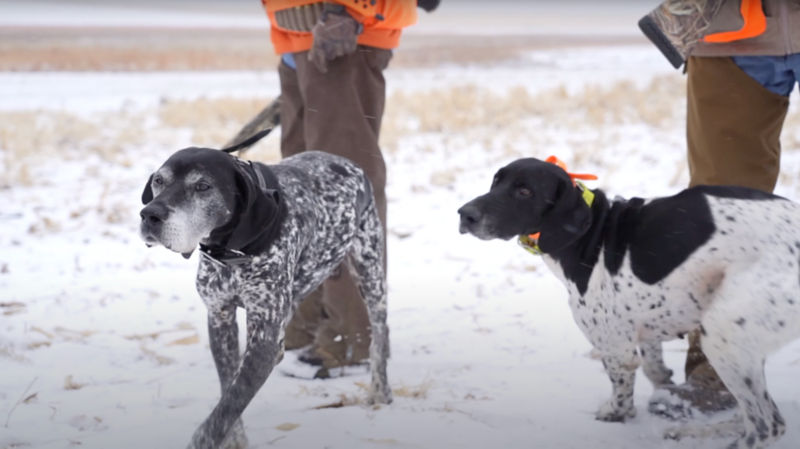 Two hunting dogs in a snowy field.