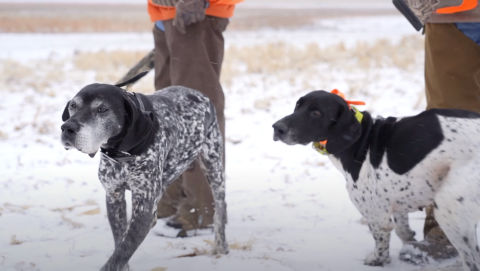 Two hunting dogs in a snowy field
