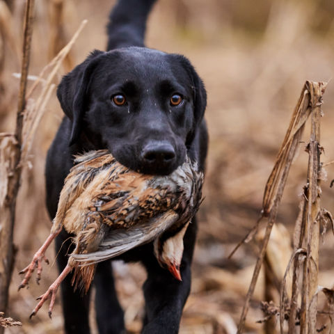Black lab carrying a pheasant
