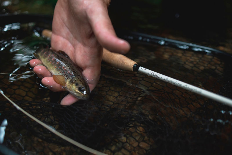 Superfine Graphite Fly Rods | Orvis