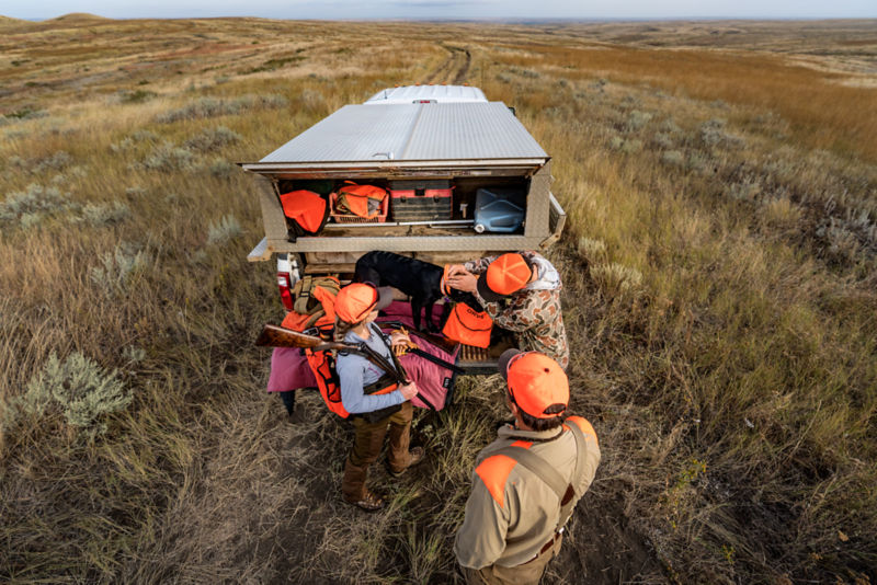A black dog carries a downed pheasant through a field of dried grass.
