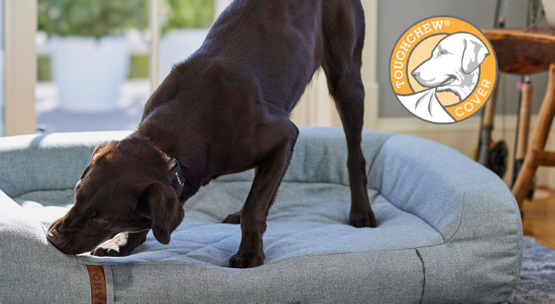 A brown dog tugging at the corner of a gray dog bed.
