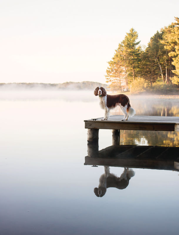 A brown and white dog standing at the end of a dog surrounded by fog