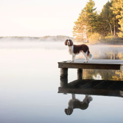 A brown and white dog standing toward the end of a dog surrounded by fog