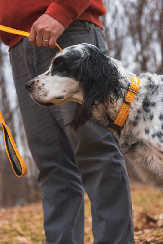 Tough Trail&reg; Dog Collar - ORANGE COLLAR image number 2
