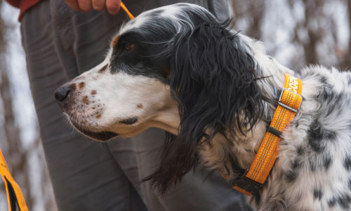 A dog wearing a ToughTrail collar and leash.