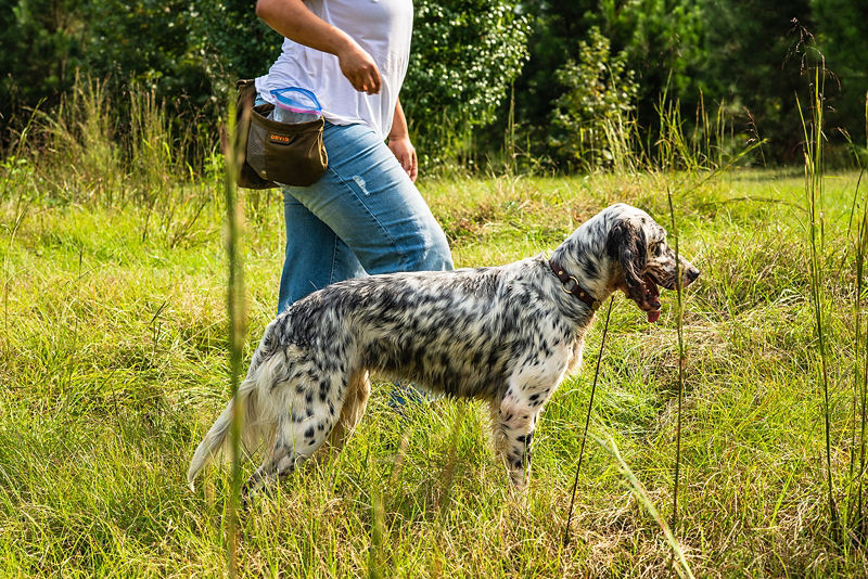 A woman walking her spotted dog in a field of grass