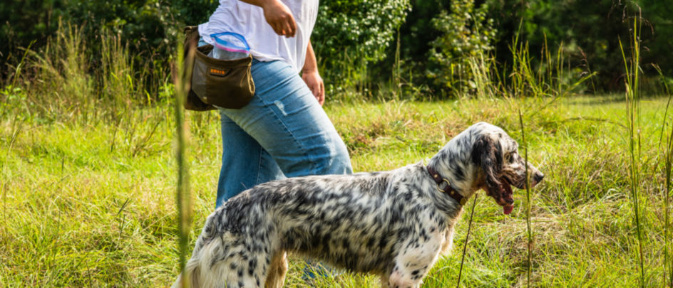 A woman walking her spotted dog in a field of grass