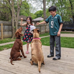 Two children train two sitting dogs with treats on a wooden deck