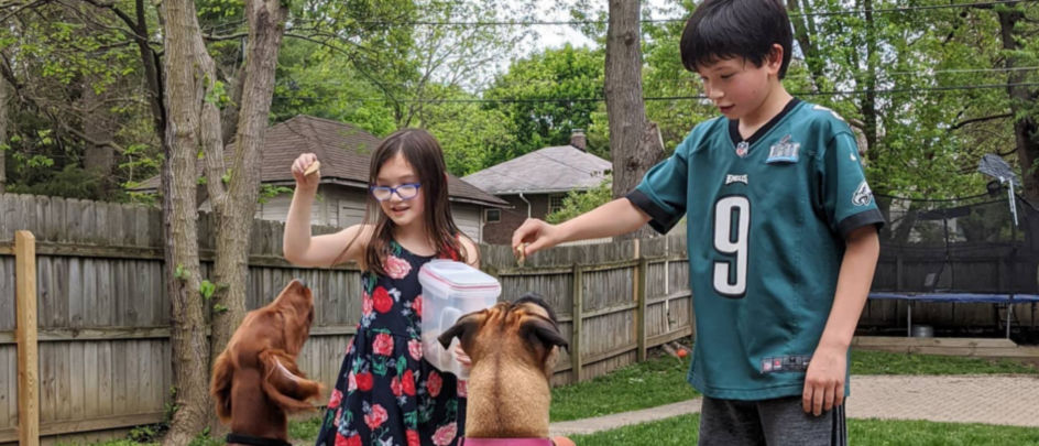 Two children teaching two dogs to sit in a fenced yard