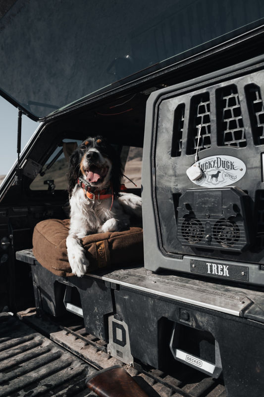 A dog laying on a dog bed while sitting in the back of a car.