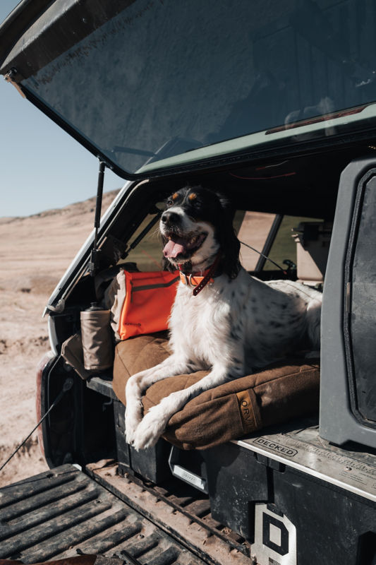 A speckled bird dog lays on a brown dog bed in the back of a vehicle.