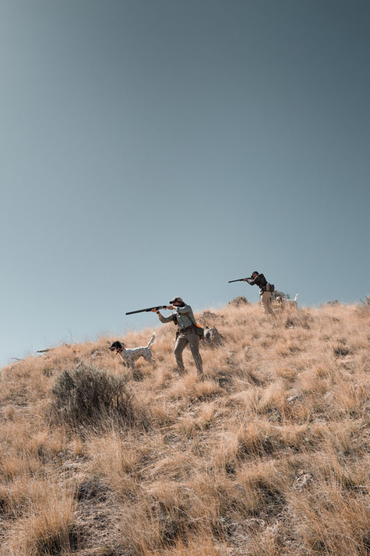 Two hunters set up for a shot while their setters wait beside them.