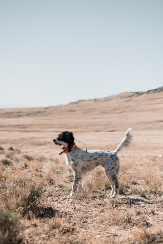 A hunting dog alerted and still on a scrubby plain.