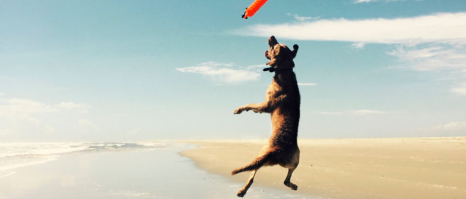 Dog jumps in the air to catch a toy at the beach