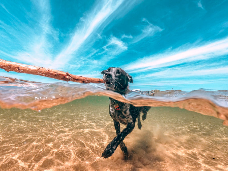 An image half in and half out of the water of a dog swimming with a stick.